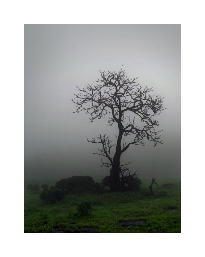 lonavala tree monsoon